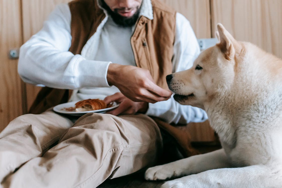 Bad Vs Good Fats Understanding The Different Types Of Meat Fat For Dogs