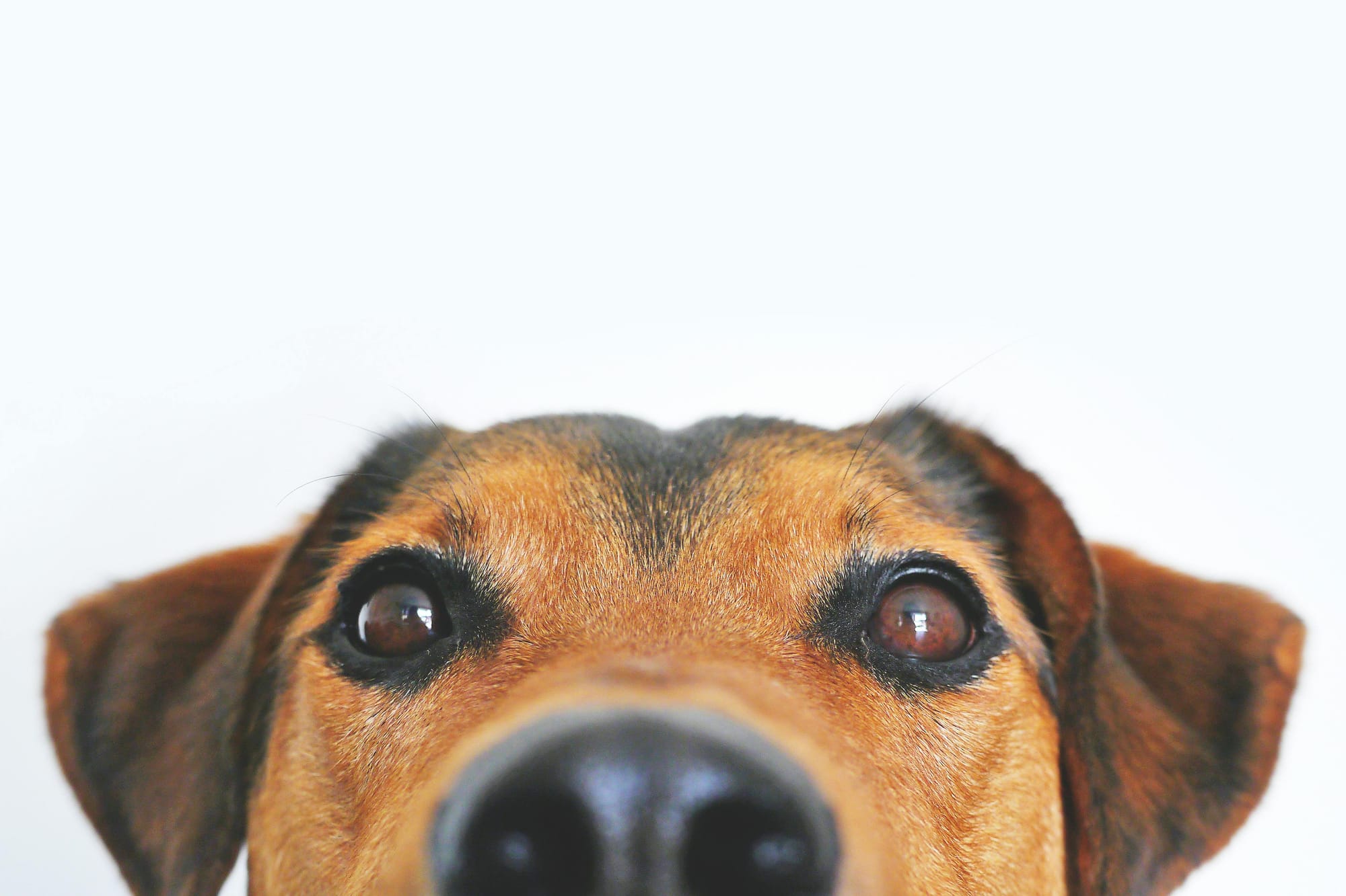 What Is Pet Insurance?